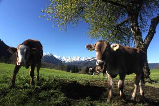 Allgäuer Kühe im Illertal.