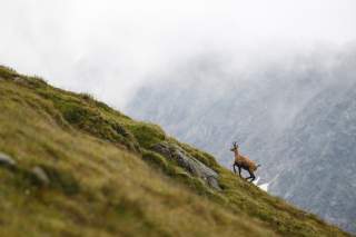 Gams läuft im leichten Nebel einen Schrofenhang bergauf