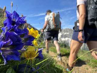 Zwei Menschen wandern an blau und gelb blühenden Blumen vorbei