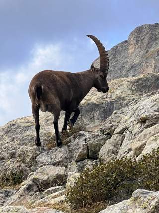 Steinbock in den Bergen