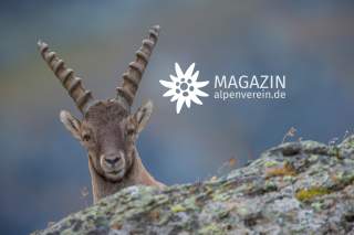 Steinbock schaut über Stein